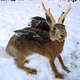 Image for article titled A Field Guide to Cryptids From Europe and Africa